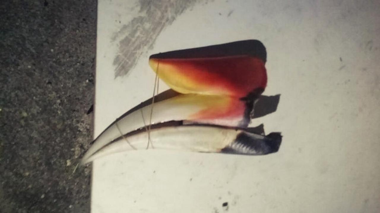 Paruh Rangkong yang disita petugas dari pelaku AS