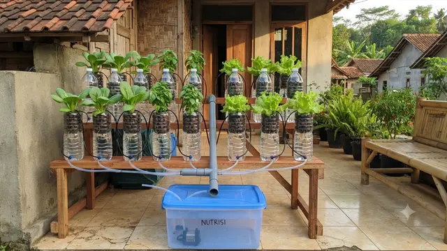 DIY Pot Hidroponik dari Botol Bekas Air Mineral dan Langkah Mudah untuk Pemula Model Dutch Bucket Mini