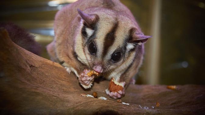 12 Makanan Kesukaan Sugar Glider Dan Cara Memberikan Makannya Hot Liputan6 Com