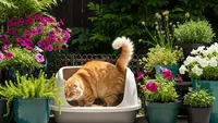 8 Cara Mencegah Kucing BAB di Pot Tanaman Anda, Ampuh dan Ramah Lingkungan