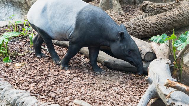 Ilustrasi hewan tapir