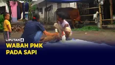 Sapi&nbsp;