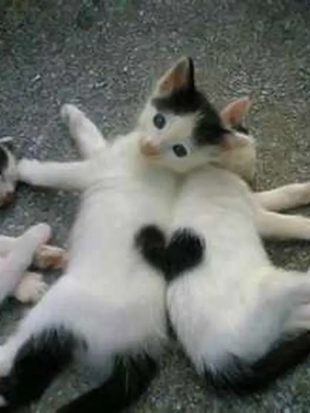 6 Potret 2 Kucing Beraksi Bentuk Love Ini Gemas, Momen Pengambilan Foto Tepat