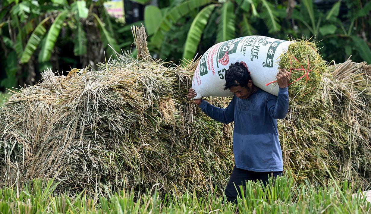 Pemprov Bali optimistis meningkatkan surplus beras dari 62 ribu ton pada 2025 menjadi sekitar 70 ribu ton pada 2026. Tampak dalam foto, seorang petani membawa karung berisi jerami padi yang telah dipisahkan dari tangkainya di Denpasar, Bali, pada Kamis 30 April 2026. (SONNY TUMBELAKA/AFP)