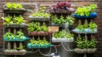 7 Desain Kebun Hidroponik Estetik Pakai Botol Bekas ala Zero Waste, Praktis dan Produktif