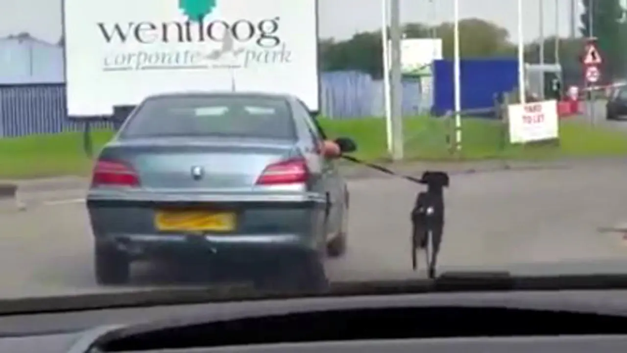 Cara Tak Biasa Untuk Ajak Anjing Berjalan-jalan
