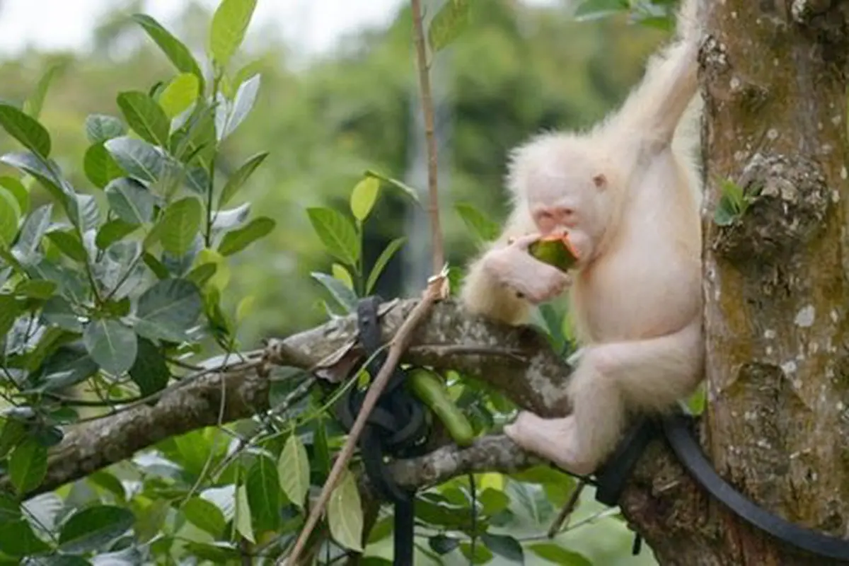 Orangutan albino/Copyright merdeka.com/ HO/BOS Nyaru Menteng