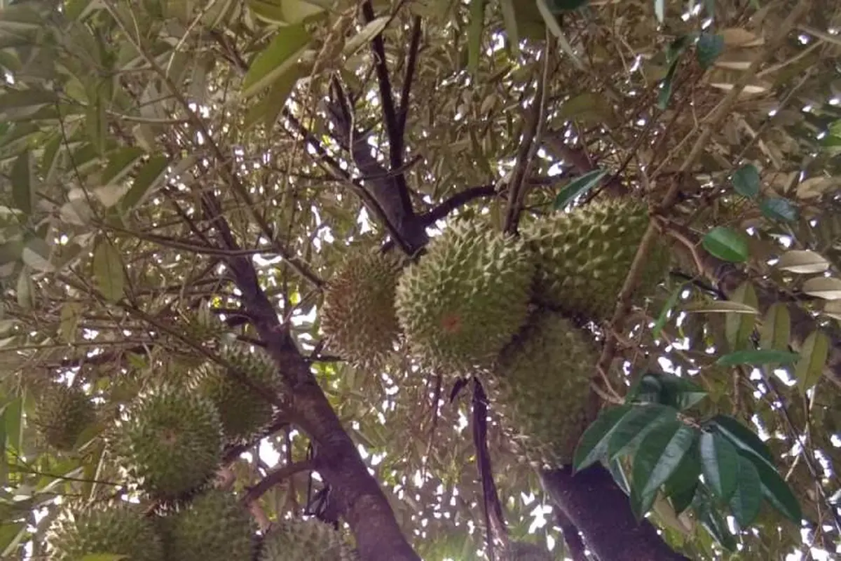 Pohon durian Bawor berusia muda sudah mulai berbuah. (Foto: Liputan6.com/Dinkominfo PBG/Muhamad Ridlo)