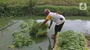 Petani mencuci hasil panen tanaman kangkung di lahan pertanian kawasan Rorotan, Cilincing, Jakarta Utara, Selasa (5/1/2021). Berdasarkan data Dinas Ketahanan Pangan, Kelautan, dan Perikanan Provinsi DKI, hanya terdapat sekitar 414 hektare lahan sawah di Ibu Kota. (Liputan6.com/Herman Zakharia)