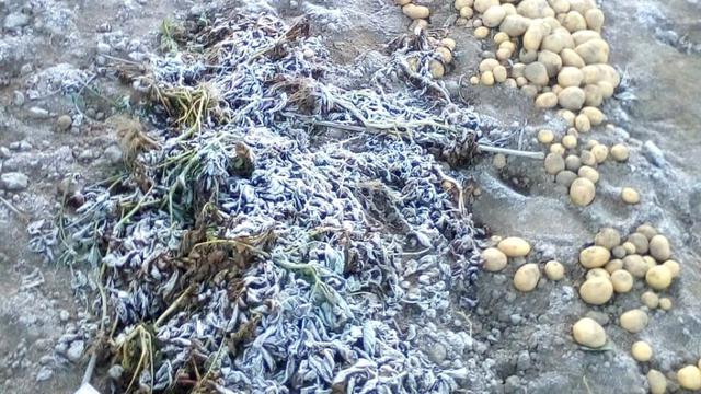 Petani memanen kentang lebih dini akibat embun es Dieng, Juli 2018. (Foto: Liputan6.com/Pemdes Dieng Kulon/Muhamad Ridlo)