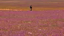 Seorang pria berjalan di gurun pasir yang ditumbuhi bunga lavender di kota Rafha, dekat perbatasan dengan Irak, pada 13 Februari 2023. Sebelum ini, potret pegunungan tandus berubah menghijau di Kota Makkah sudah lebih dulu menarik perhatian, awal tahun 2023. (Fayez Nureldine / AFP)
