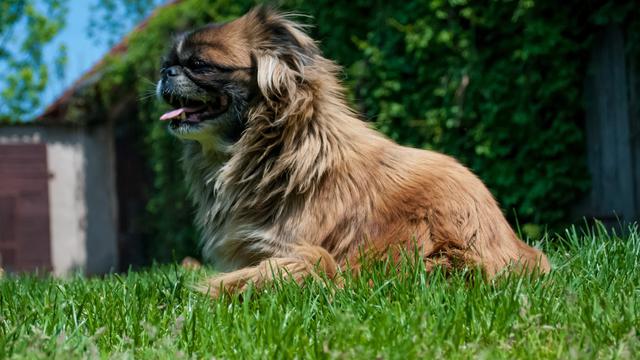 Pekingese