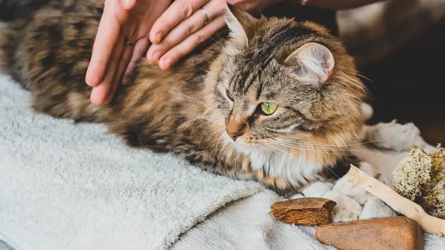 Cat Massage, Aktivitas Menenangkan dengan Manfaat Kesehatan bagi Kucing