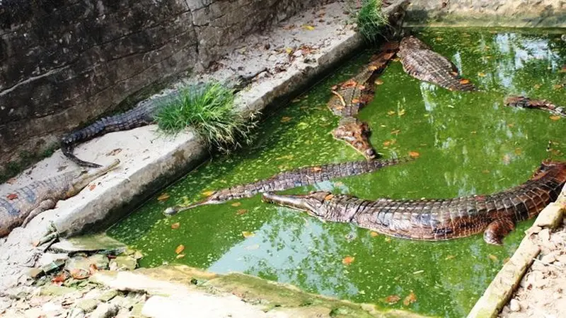 Mengintip Buaya Terlangka Dunia di Borneo