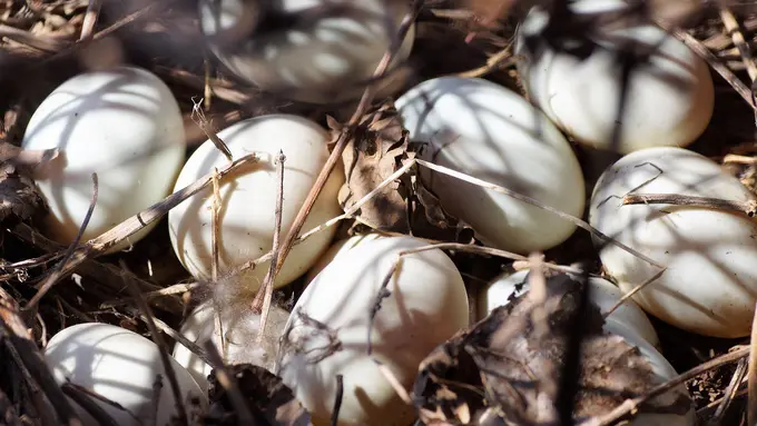 Ilustrasi Telur Bebek