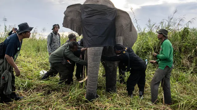 Si Meisya, Gajah Sumatra di Kabupaten OKI Sumsel Dapat Hadiah GPS Collar