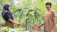 Para petani Mitra Binaan Perta Arun Gas panen buah naga.
