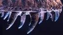 Detail gigi Stan, satu fosil T-Rex terbesar yang ditemukan, dipajang di rumah lelang Christie di New York, 15 September 2020. Dinosaurus ini diperkirakan berusia sekitar 67 juta tahun, ditemukan pada tahun 1987 di South Dakota oleh ahli paleontologi amatir Stan Sacrison. (AP Photo/Mary Altaffer)