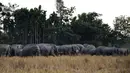  Kawanan gajah berkumpul di sawah di desa Bahampur di kabupaten Nagaon, beberapa 155kms timur Guwahati, India (27/12). Sekitar 150 ekor gajah keluar dari hutan di Assam, timur India untuk mencari makanan dan menghebohkan warga. (AFP Phoyo/Biju Boro)