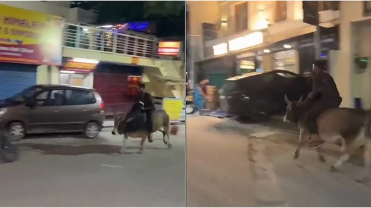 Pria Ini Berkeliaran Tengah Malam Sambil Tunggangi Banteng, Bikin Heboh Warga