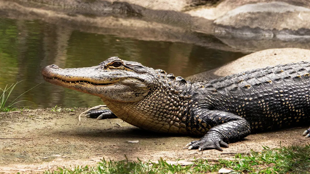 buaya