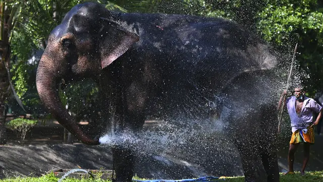 Melihat Gajah-Gajah Dimandikan Sambut Festival Perahera di Sri Lanka