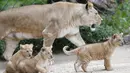 Seekor singa berber Khalila berjalan dengan anak-anaknya dalam kandang mereka di kebun binatang di Dvur Kralove, Republik Ceko, Kamis (10/9/2020). Tiga bayi singa berber yang lahir pada 5 Juli lalu tersebut merupakan subspesies langka dan telah punah di alam liar. (AP Photo/Petr David Josek)