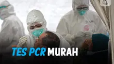 tes pcr thumbnail