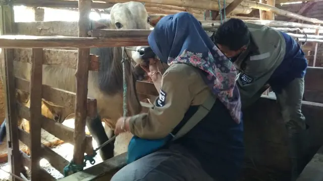 Sakit Mata Hingga Belum Cukup Umur Hewan Kurban Temuan Petugas di Cirebon