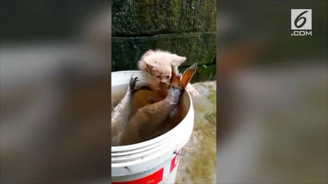 VIDEO: Tingkah Lucu Anak Kucing Mencuri Ikan Berukuran Besar