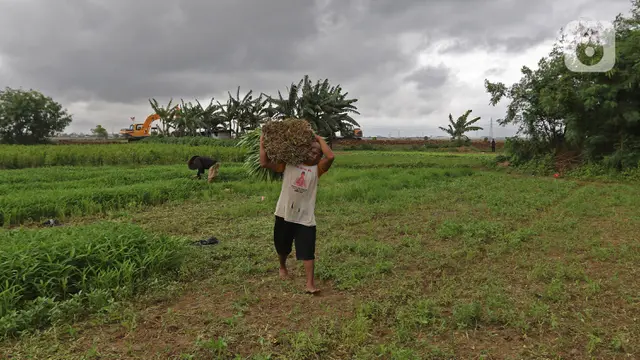 FOTO: Hamparan Sawah yang Tersisa di Jakarta