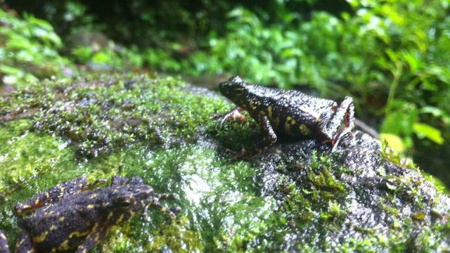 Kisah Kodok Merah Penjaga Gunung Ciremai Regional Liputan6 Com