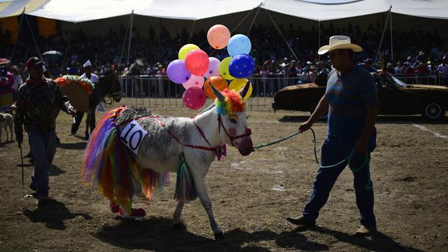 Menonton Kehebohan Keladai yang Dihias dalam Festival National Donkey Fair