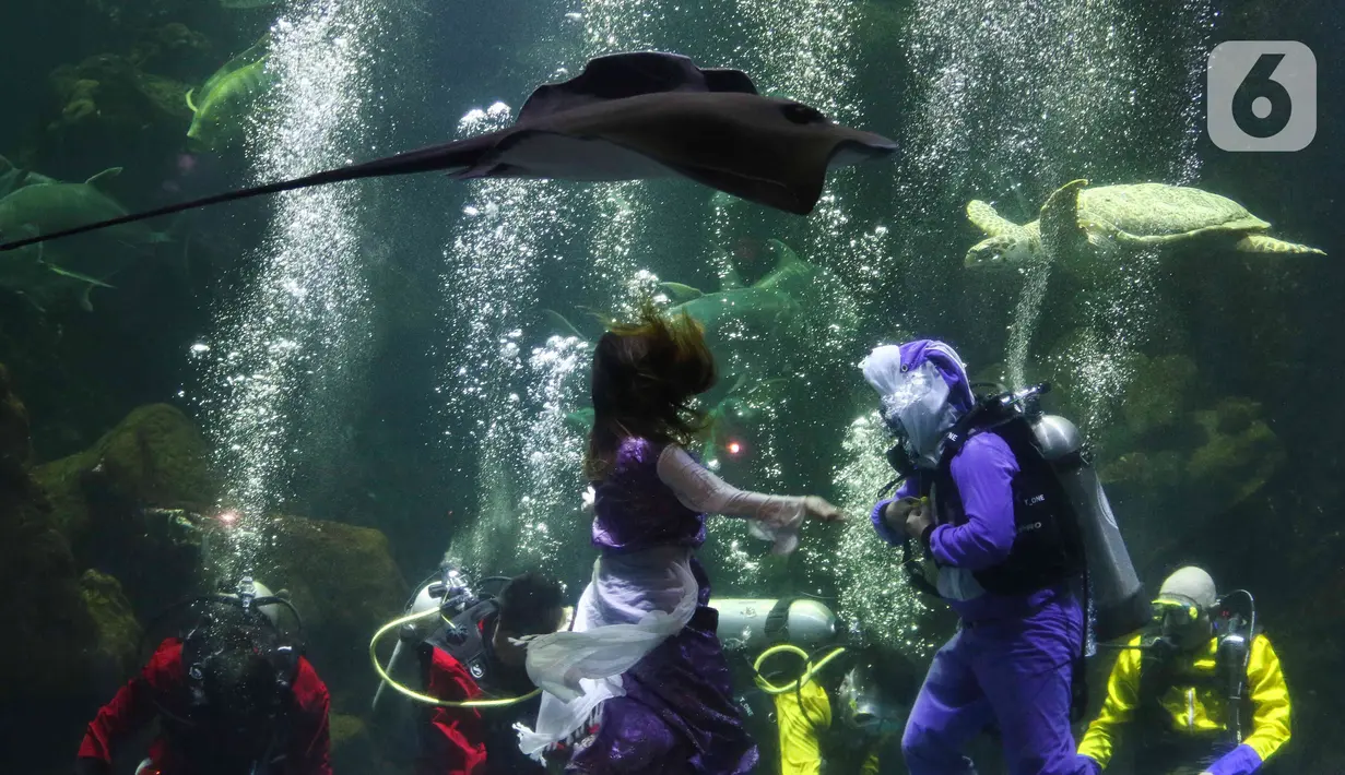 Para penampil beratraksi di dalam akuarium Sea World Ancol, Jakarta, Rabu (18/1/2023). Pertunjukan barongsai bawah air tersebut merupakan rangkaian Ancol Lunar Fest 2023 dalam rangka menyambut Tahun Baru Imlek 2574 Kongzili. (Liputan6.com/Herman Zakharia)