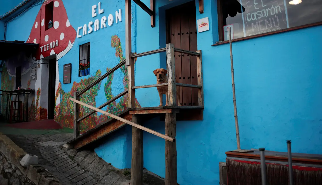 Seekor anjing terlihat di depan sebuah bar di Juzcar, Selatan Spanyol, 2 Desember 2016. Semua bangunan di desa ini sengaja dicat berwarna biru untuk mempromosikan premier film baru "Smurfs: the lost village". (REUTERS/Jon Nazca)