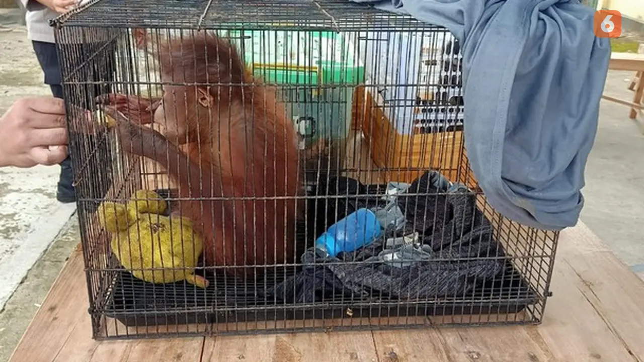 Anak orang utan saat disita Polres Boalemo di sebuah mobil minibus (Arfandi/Liputan6.com)