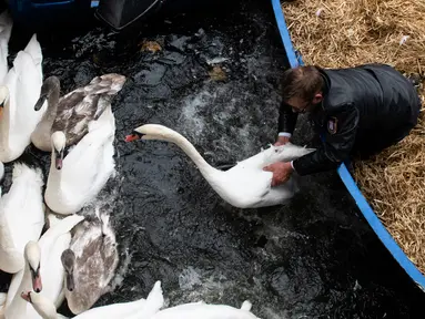 Olaf Niess menangkap seekor angsa untuk dibawa menuju rumah musim dingin di sungai Alster, kota Hamburg, Jerman, 20 November 2018. Dikatakan, tradisi memindahkan angsa dari sungai Alster sudah dilakukan ratusan tahun yang lalu. (DANIEL REINHARDT/DPA/AFP)