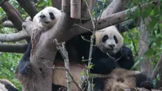 Dua panda raksasa terlihat di Pusat Penelitian dan Penangkaran Panda Raksasa Chengdu dalam sebuah acara peringatan Hari Panda Internasional di Chengdu, Provinsi Sichuan, China barat daya, pada 27 Oktober 2020. (Xinhua/Chen Juwei)