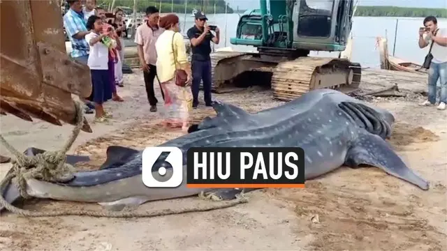 VIDEO: Bangkai Hiu Paus Ditemukan Mengambang di Thailand