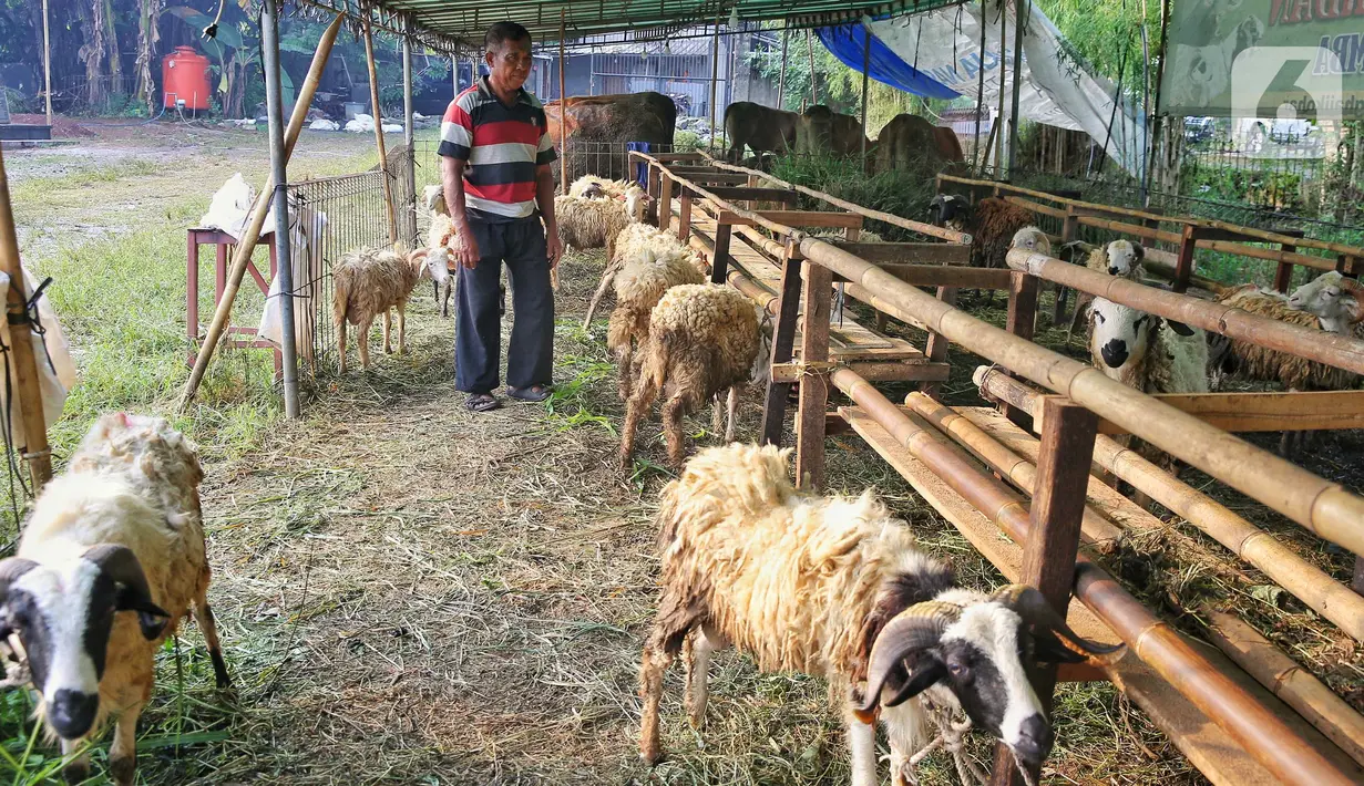 Para pedagang biasanya menawarkan hewan kurban berupa sapi, kambing maupun domba yang dibawa dari berbagai wilayah di luar Jakarta. (Liputan6.com/Angga Yuniar)