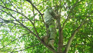 Bawaslu kerepotan menurunkan APK yang terpasang di pohon setinggi belasan meter. (Foto: Liputan6.com/Bawaslu untuk Galoeh Widura)