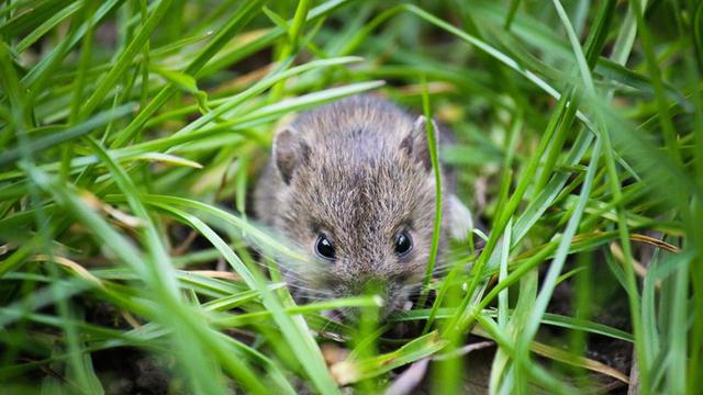 Cara Ini Bikin Tikus Tidak Berani Masuk Rumah Anda Lagi Properti