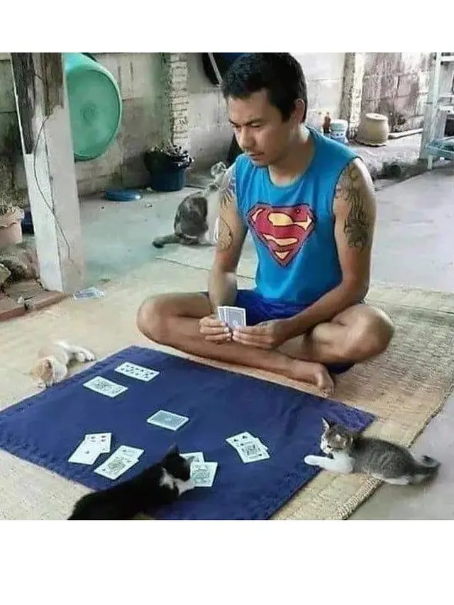 6 Potret Kucing saat Saling Kerja Sama Ini Bikin Gemas