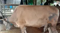 Pengadaan sapi Bali dan kambing terpaksa ditunda guna mencegah masuknya PMK di Kabupaten Paser. (Liputan6.com)