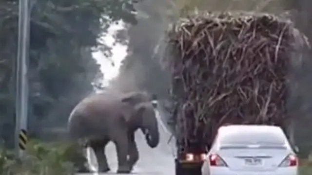 Viral Aksi Lucu Gajah Hentikan Truk di Jalan Untuk Curi Tebu, Netizen: Ikhlasin Saja