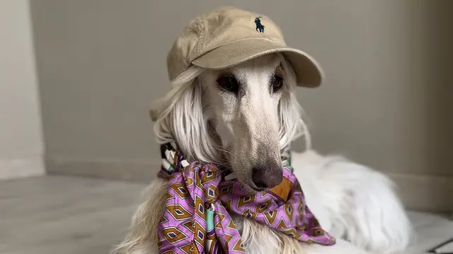 Samantha Anjing Ras Afghan Hound mengenakan brand luxury. [@samantharuthprabhuoffl]