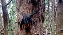 Kelelawar menggantung di pohon saat gelombang panas di Campbelltown, Australia, 8 Januari 2018.  Sydney diterpa suhu terpanas sejak 78 tahun terakhir dengan suhu mencapai 45 derajat celcius. (Help Save the Wildlife and Bushlands in Campbelltown/AFP)
