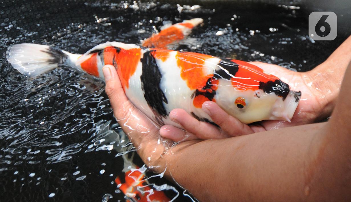 770 Koleksi Andika Memelihara Ikan Mas Koki Dalam Aquarium Pada Suatu Hari Terbaik