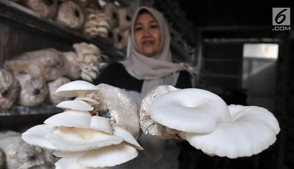 Petani menunjukkan hasil panen jamur tiram di kawasan Pulo Kambing, Jakarta, Rabu (26/12). Setiap harinya rumah jamur PKPK mampu memanen hingga 4 kilogram yang dijual dengan harga Rp 16 ribu per kilogram.  (Merdeka.com/Iqbal S. Nugroho)