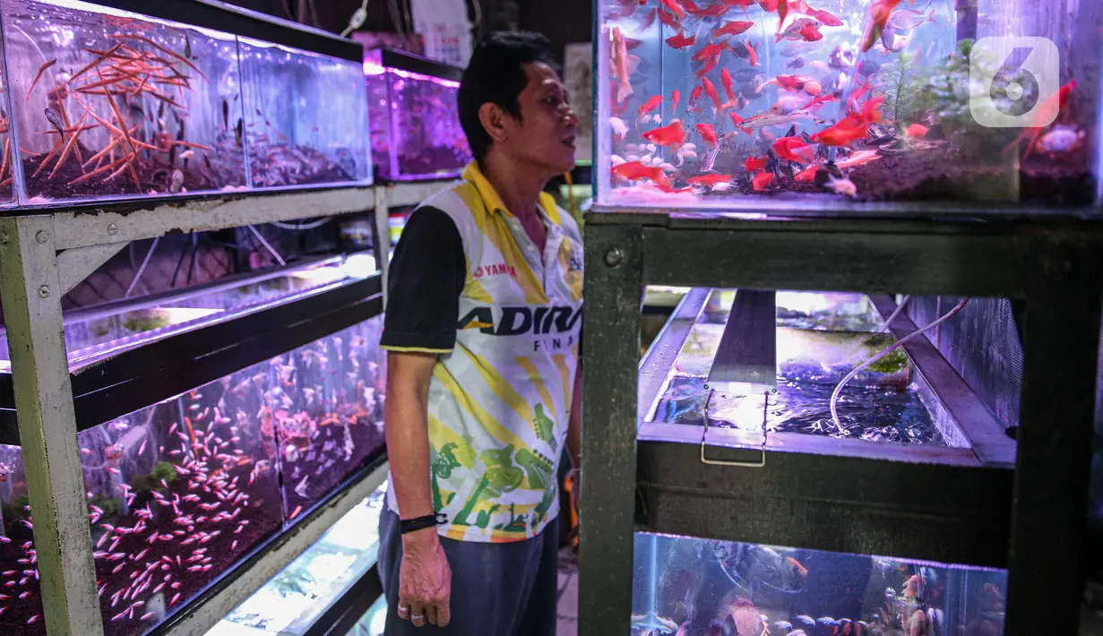 Warga melihat koleksi ikan hias yang dijual pedagang di Sentra Ikan Hias di Jalan Sumenep, Menteng, Jakarta, Sabtu (18/7/2020). Menurut para pedagang, selama pandemi Covid-19 ini, dagangannya banyak diserbu warga untuk mengisi kegiatan di rumah. (Liputan6.com/Faizal Fanani)